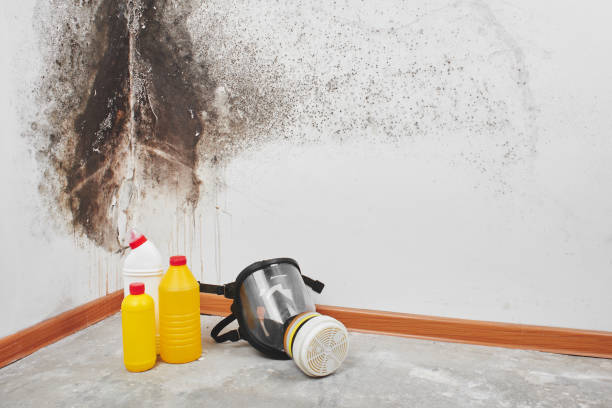 Best Industrial Mold Remediation in Clarendon, TX