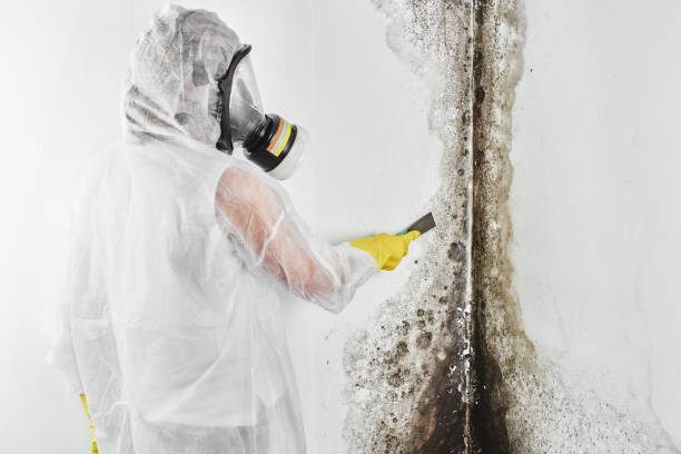 Best DIY Mold Remediation Support Services in Clarendon, TX