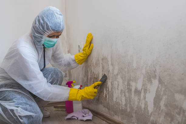 Best Residential Mold Remediation in Clarendon, TX