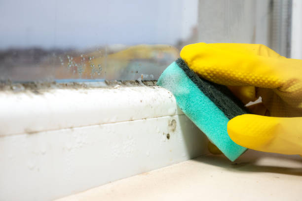 Best Kitchen Mold Remediation in Clarendon, TX