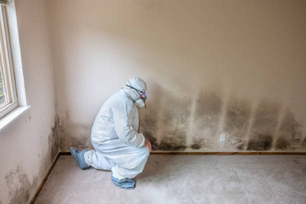 Best Crawl Space Mold Remediation in Clarendon, TX