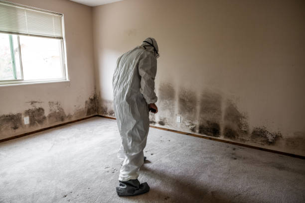 Best Emergency Mold Remediation in Clarendon, TX