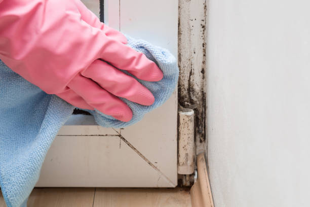 Best Preventive Mold Services in Clarendon, TX