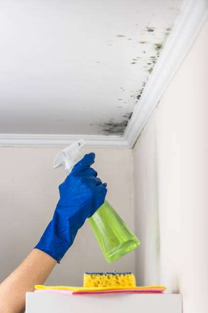 Best Health and Safety Mold Remediation in Clarendon, TX