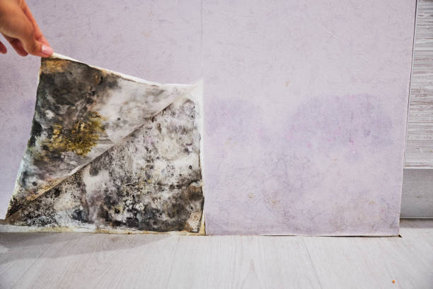 Best Attic Mold Remediation in Clarendon, TX